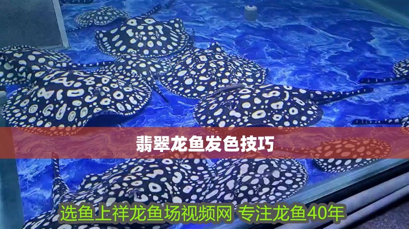 翡翠龍魚發色技巧