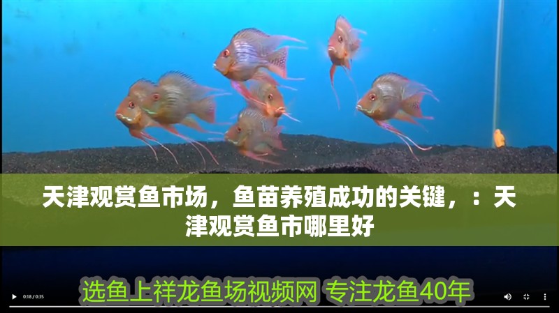 天津觀賞魚市場，魚苗養殖成功的關鍵，：天津觀賞魚市哪里好 天津觀賞魚市場，魚苗養殖成功的關鍵，：天津觀賞魚市哪里好 魚缸百科
