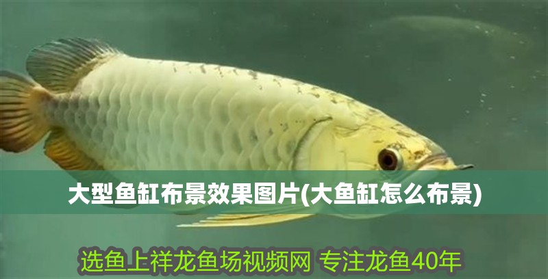 大型魚缸布景效果圖片(大魚缸怎么布景)