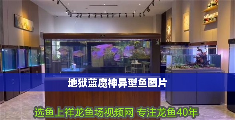 地獄藍魔神異型魚圖片