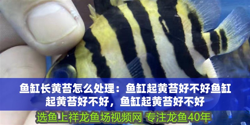 魚缸長黃苔怎么處理：魚缸起黃苔好不好魚缸起黃苔好不好，魚缸起黃苔好不好