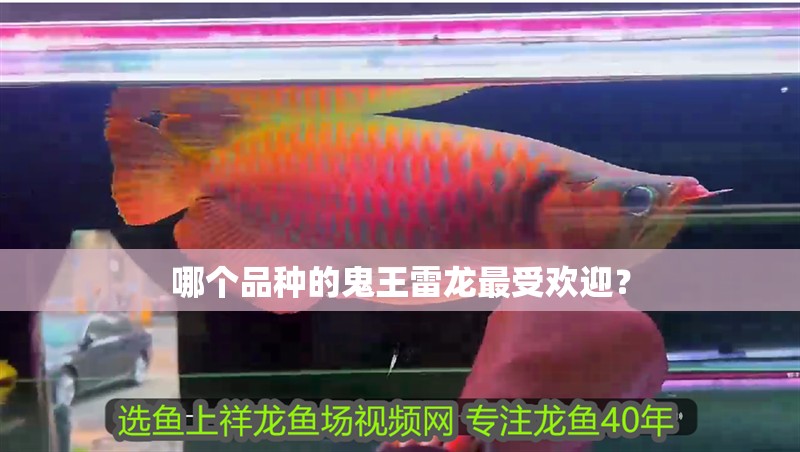 哪個品種的鬼王雷龍最受歡迎？