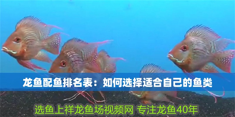 龍魚配魚排名表：如何選擇適合自己的魚類