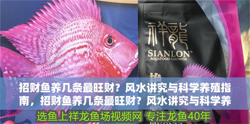 招財魚養幾條最旺財？風水講究與科學養殖指南，招財魚養幾條最旺財？風水講究與科學養殖全解析