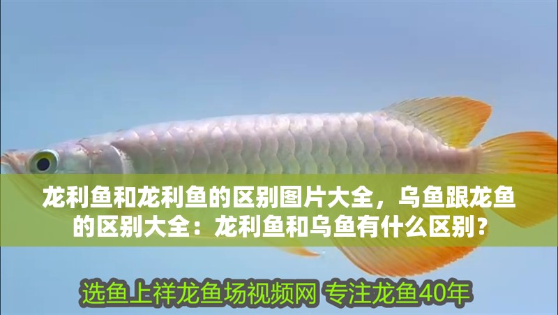 魚缸造景先放沙還是先放水(魚缸造景先鋪沙還是先放石頭) 龍利魚和龍利魚的區(qū)別圖片大全,烏魚跟龍魚的區(qū)別大全:龍利魚和烏魚有什么區(qū)別? 龍魚百科 龍利魚和龍利魚的區(qū)別圖片大全,烏魚跟龍魚的區(qū)別大全:龍利魚和烏魚有什么區(qū)別? 龍利魚和龍利魚的區(qū)別圖片大全,烏魚跟龍魚的區(qū)別大全:龍利魚和烏魚有什么區(qū)別? 龍魚百科