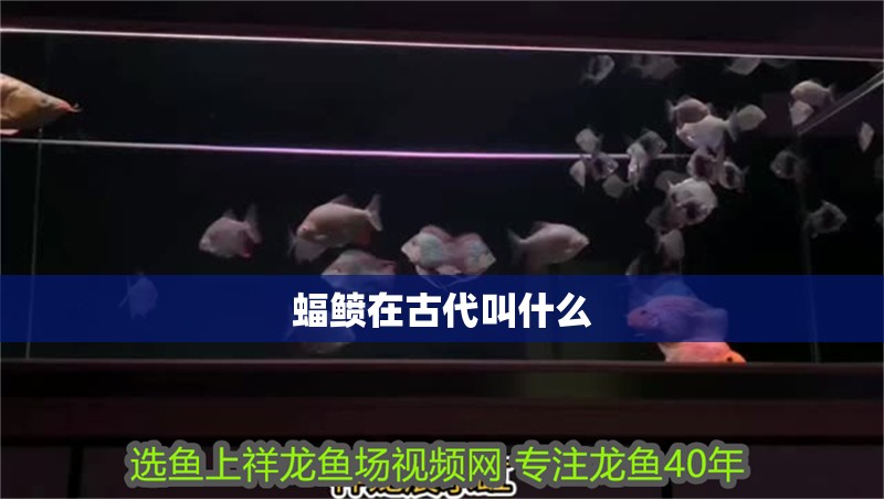 蝠鲼在古代叫什么