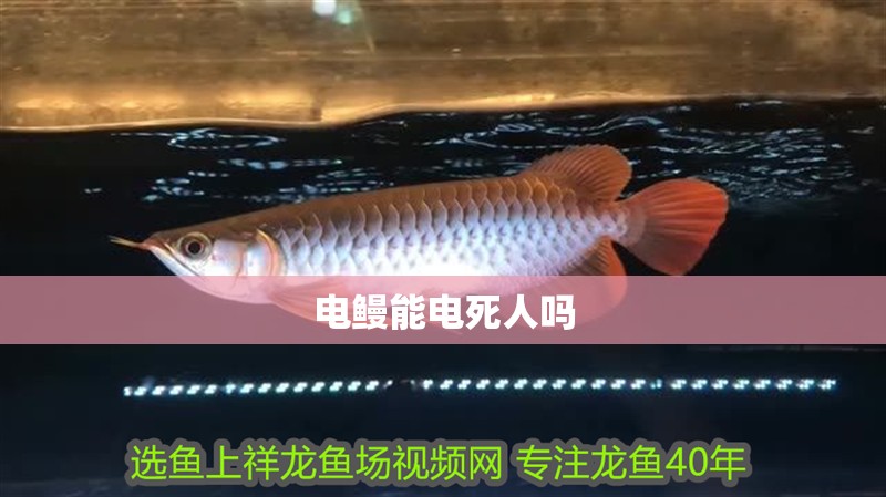 電鰻能電死人嗎