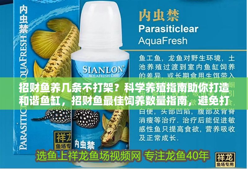 招財魚養幾條不打架？科學養殖指南助你打造和諧魚缸，招財魚最佳飼養數量指南，避免打架的科學養殖技巧