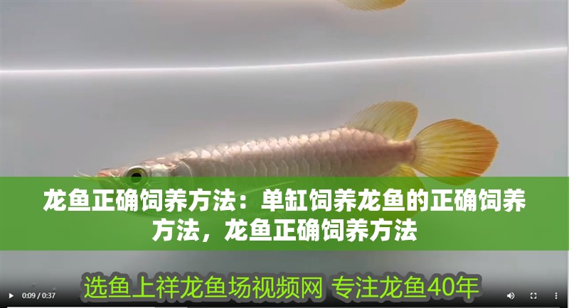 龍魚正確飼養方法：單缸飼養龍魚的正確飼養方法，龍魚正確飼養方法