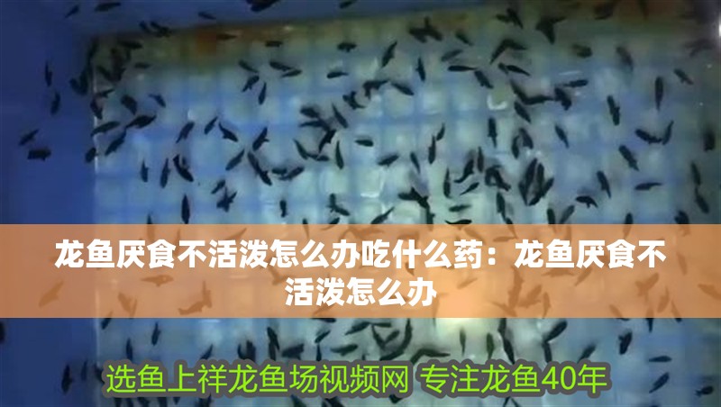 龍魚厭食不活潑怎么辦吃什么藥：龍魚厭食不活潑怎么辦