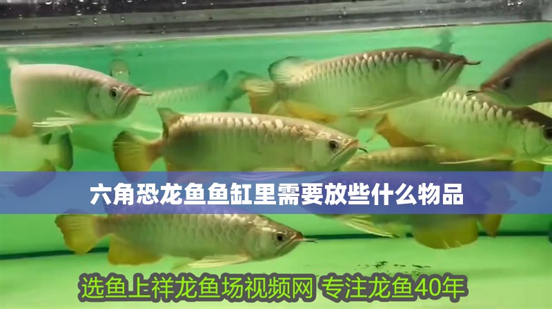 六角恐龍魚魚缸里需要放些什么物品