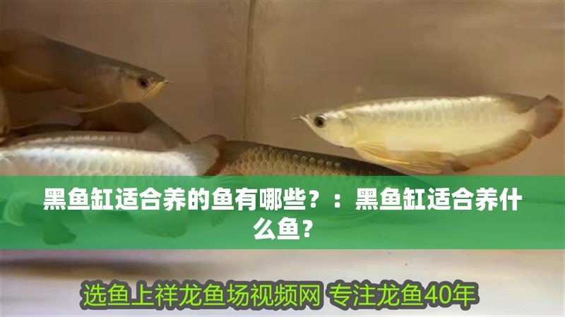黑魚缸適合養的魚有哪些？：黑魚缸適合養什么魚？