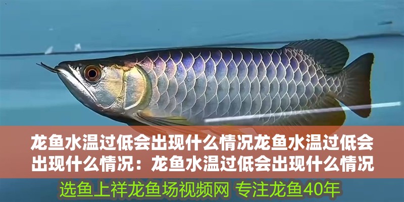 龍魚水溫過低會出現什么情況龍魚水溫過低會出現什么情況：龍魚水溫過低會出現什么情況