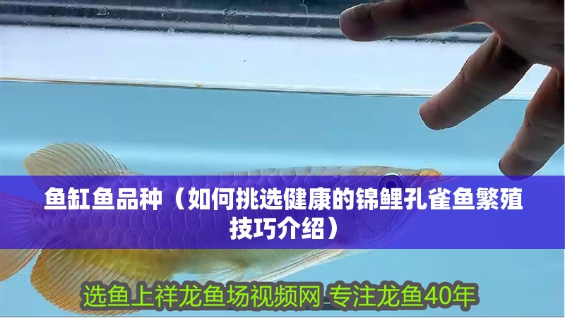 魚缸魚品種（如何挑選健康的錦鯉孔雀魚繁殖技巧介紹）