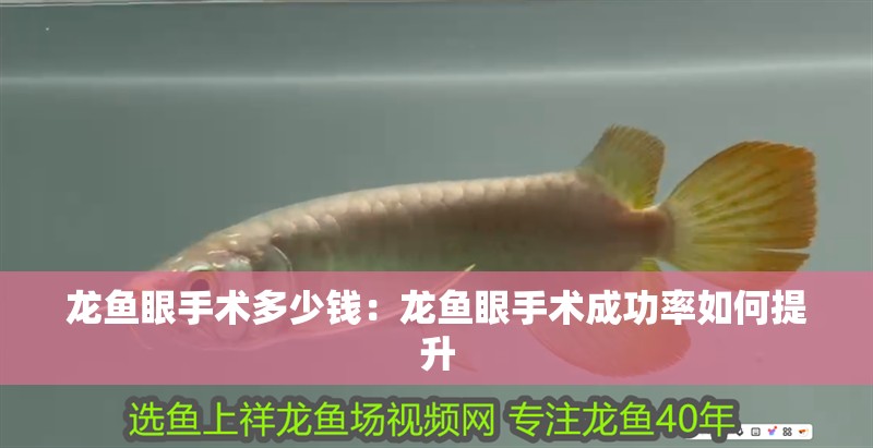 龍魚眼手術多少錢：龍魚眼手術成功率如何提升
