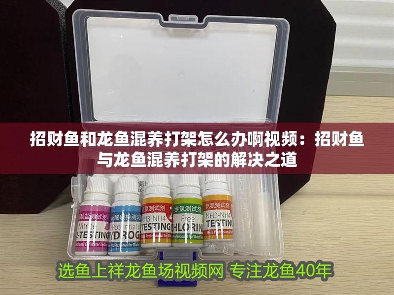 招財魚和龍魚混養打架怎么辦啊視頻：招財魚與龍魚混養打架的解決之道