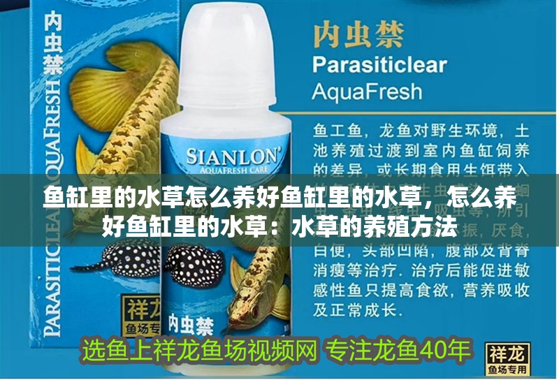 魚缸里的水草怎么養好魚缸里的水草，怎么養好魚缸里的水草：水草的養殖方法