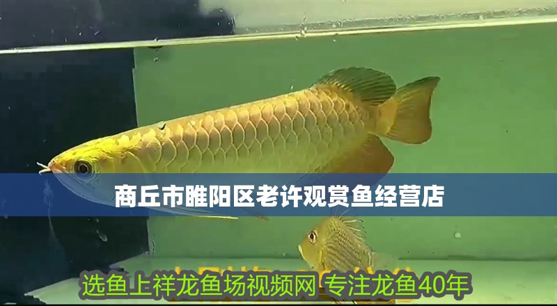 商丘市睢陽區老許觀賞魚經營店
