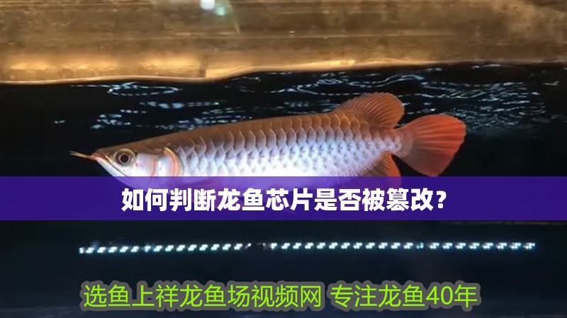 如何判斷龍魚芯片是否被篡改？