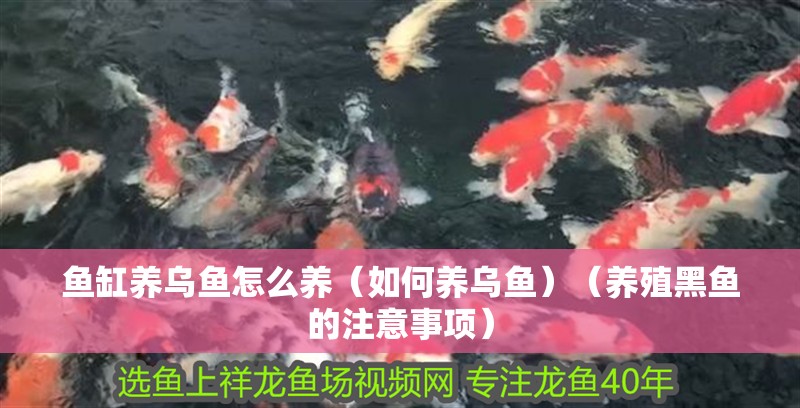 魚缸養烏魚怎么養（如何養烏魚）（養殖黑魚的注意事項）
