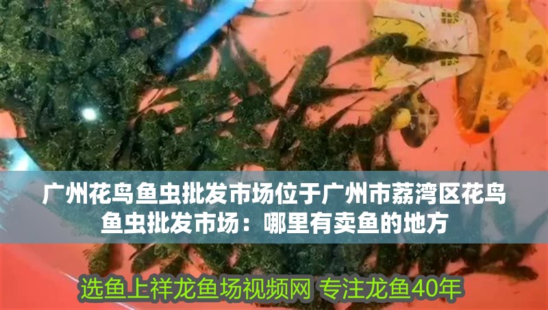 廣州花鳥魚蟲批發市場位于廣州市荔灣區花鳥魚蟲批發市場：哪里有賣魚的地方