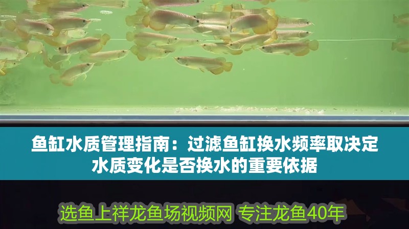 魚缸水質管理指南：過濾魚缸換水頻率取決定水質變化是否換水的重要依據