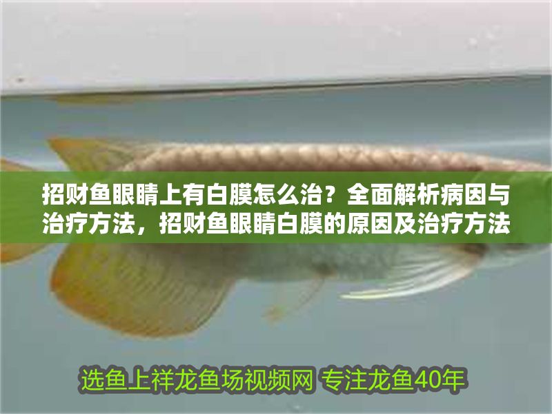 招財(cái)魚(yú)眼睛上有白膜怎么治？全面解析病因與治療方法，招財(cái)魚(yú)眼睛白膜的原因及治療方法全解析