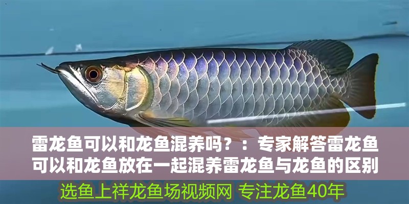 雷龍魚可以和龍魚混養嗎？：專家解答雷龍魚可以和龍魚放在一起混養雷龍魚與龍魚的區別在哪里