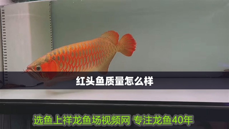 紅頭魚質量怎么樣