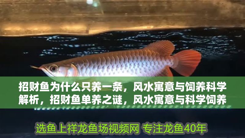 招財魚為什么只養(yǎng)一條，風水寓意與飼養(yǎng)科學解析，招財魚單養(yǎng)之謎，風水寓意與科學飼養(yǎng)全解析