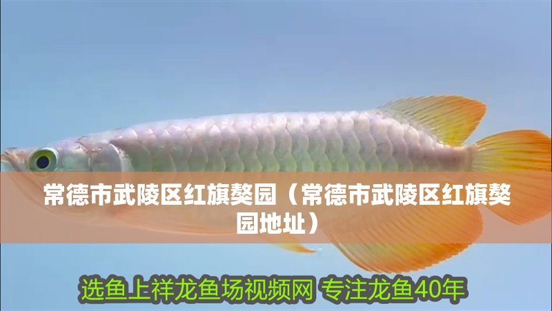 常德市武陵區紅旗獒園（常德市武陵區紅旗獒園地址）