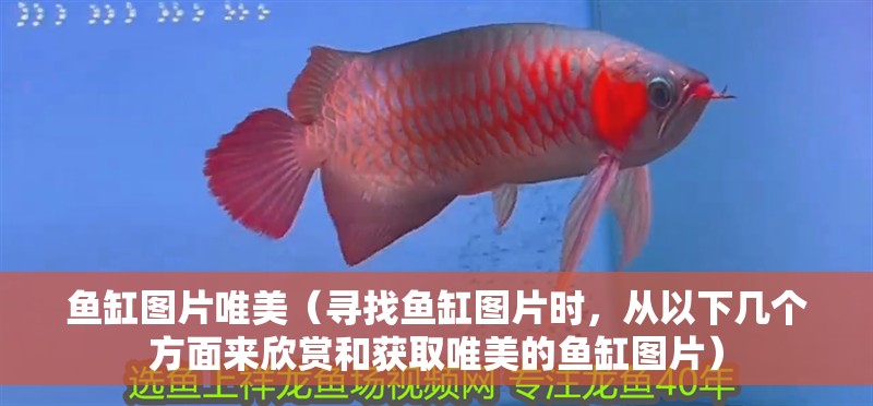 魚缸圖片唯美（尋找魚缸圖片時，從以下幾個方面來欣賞和獲取唯美的魚缸圖片）