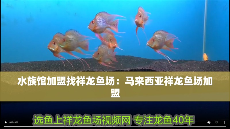 水族館加盟找祥龍魚場(chǎng)：馬來(lái)西亞祥龍魚場(chǎng)加盟