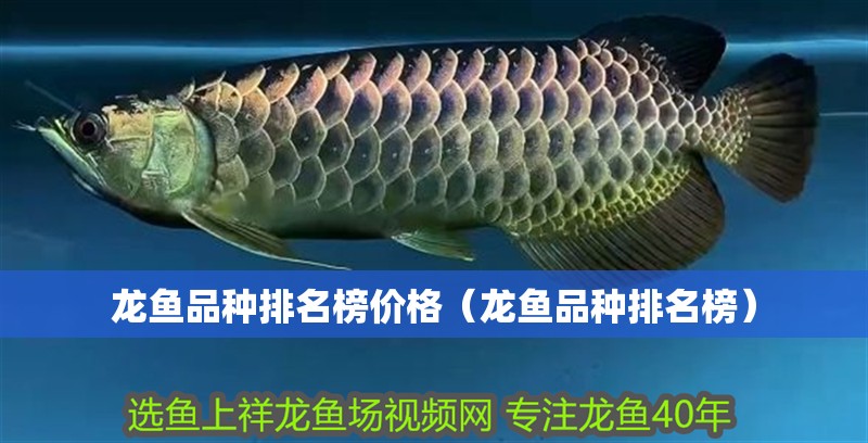 龍魚品種排名榜價格（龍魚品種排名榜）