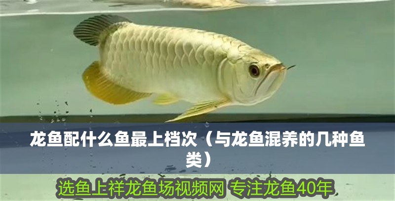 龍魚(yú)配什么魚(yú)最上檔次（與龍魚(yú)混養(yǎng)的幾種魚(yú)類）