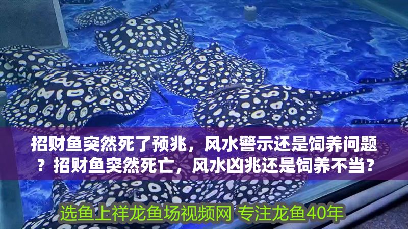 招財(cái)魚突然死了預(yù)兆，風(fēng)水警示還是飼養(yǎng)問題？招財(cái)魚突然死亡，風(fēng)水兇兆還是飼養(yǎng)不當(dāng)？