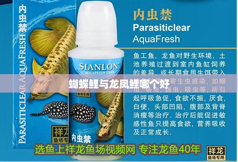 蝴蝶鯉與龍鳳鯉哪個好