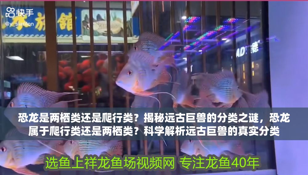 恐龍是兩棲類還是爬行類？揭秘遠古巨獸的分類之謎，恐龍屬于爬行類還是兩棲類？科學解析遠古巨獸的真實分類