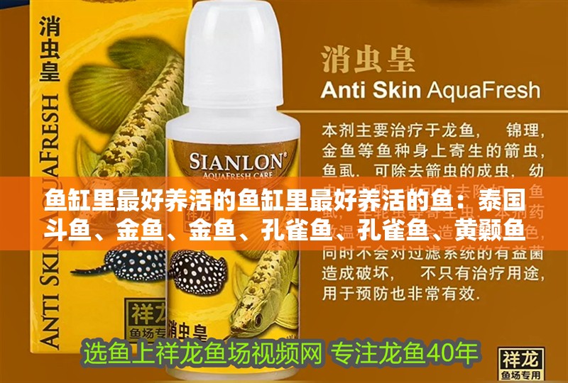 魚缸里最好養(yǎng)活的魚缸里最好養(yǎng)活的魚：泰國斗魚、金魚、金魚、孔雀魚、孔雀魚、黃顙魚、黃顙魚