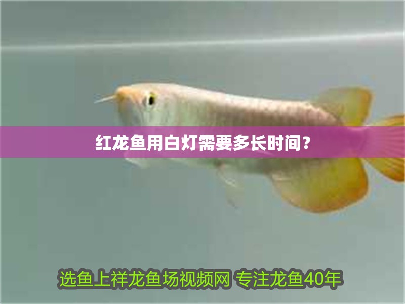 紅龍魚用白燈需要多長時間？