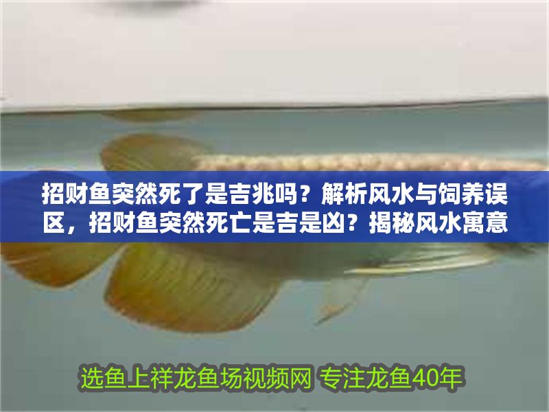招財魚突然死了是吉兆嗎？解析風水與飼養(yǎng)誤區(qū)，招財魚突然死亡是吉是兇？揭秘風水寓意與常見飼養(yǎng)錯誤