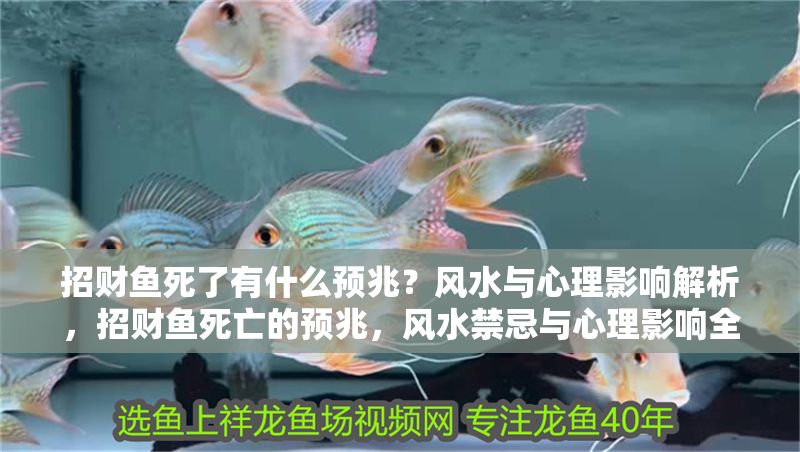 招財魚死了有什么預兆？風水與心理影響解析，招財魚死亡的預兆，風水禁忌與心理影響全解析
