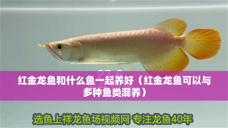 紅金龍魚和什么魚一起養(yǎng)好（紅金龍魚可以與多種魚類混養(yǎng)）