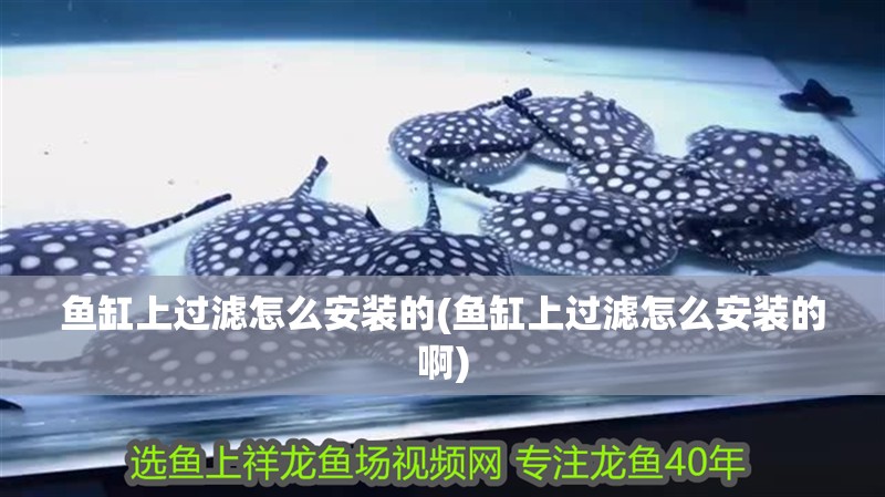 魚缸上過濾怎么安裝的(魚缸上過濾怎么安裝的啊)