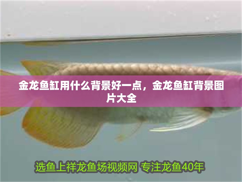 金龍魚缸用什么背景好一點，金龍魚缸背景圖片大全