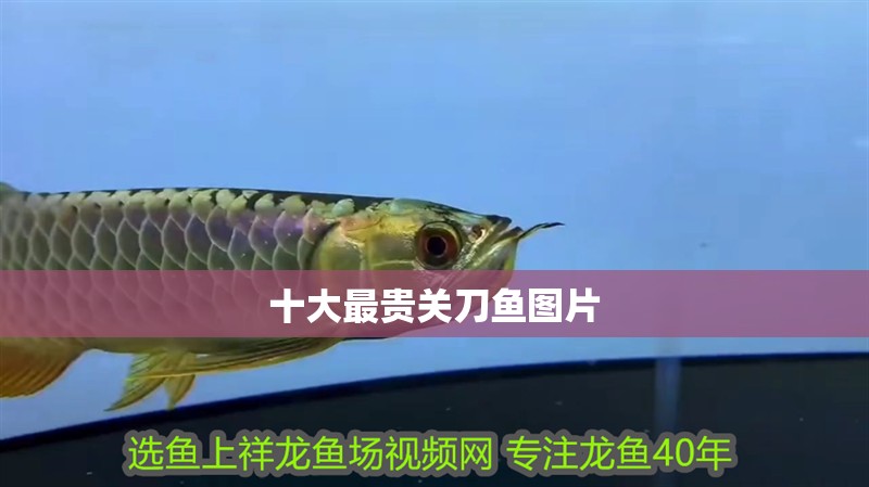 魚缸過濾器選購指南:自制魚缸過濾器魚缸上置過濾器對于養(yǎng)魚愛好者的必備知識 十大最貴關刀魚圖片 龍魚論壇 十大最貴關刀魚圖片 十大最貴關刀魚圖片 龍魚論壇