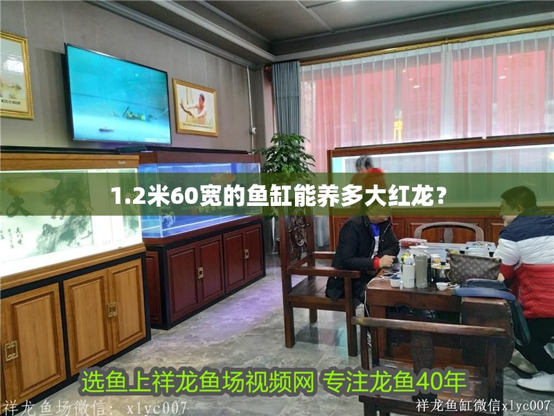 1.2米60寬的魚缸能養(yǎng)多大紅龍？