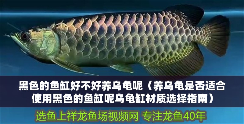 黑色的魚缸好不好養(yǎng)烏龜呢（養(yǎng)烏龜是否適合使用黑色的魚缸呢烏龜缸材質(zhì)選擇指南）