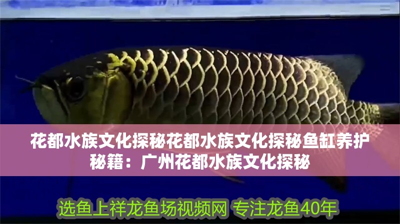 花都水族文化探秘花都水族文化探秘魚缸養護秘籍：廣州花都水族文化探秘