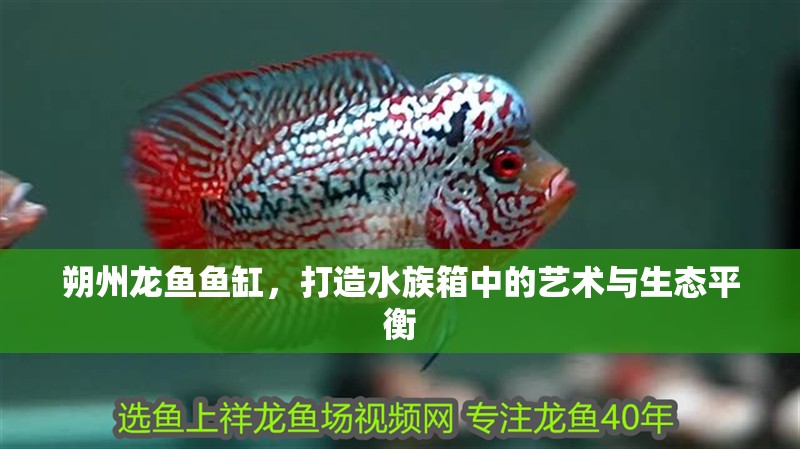 朔州龍魚魚缸，打造水族箱中的藝術與生態平衡